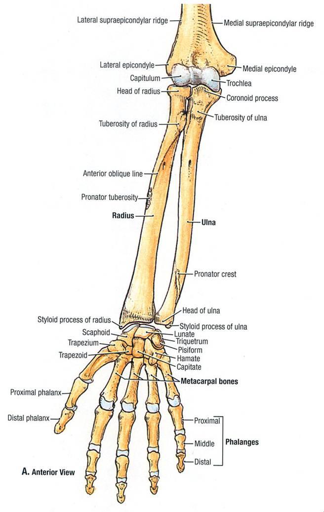 How To Differentiate The Ulna And The Radius Bones In A Bone Diagram